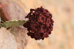 Caralluma umbellata